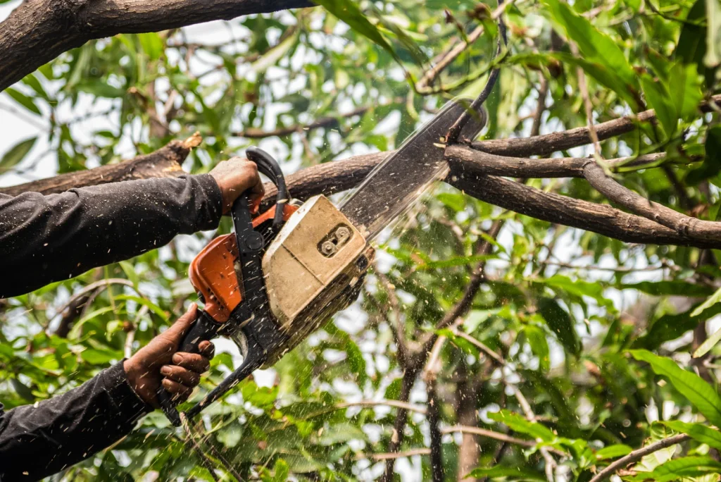 tree service near me in Naperville